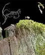 Samorost